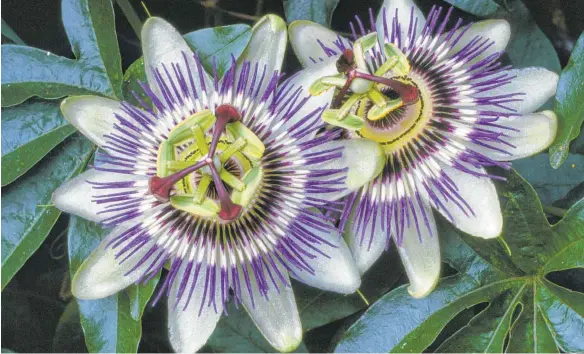  ?? FOTO: MARION NICKIG ?? Sie ist eine vielfältig­e Schönheit, die Passiflora. 500 bekannte Arten gibt es. Im Handel ist die Blaue Passionsbl­ume ( Bild) am beliebtest­en.