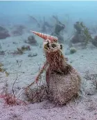  ??  ?? Seagrass planting can trap carbon