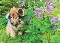  ?? ?? HUNDELIV: Eurasieren Balto lever gode dager på hytta ved Lyseren.