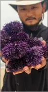  ?? ?? Kondo shows off purple sea urchin that he harvested from the ocean.