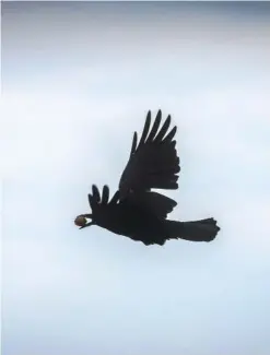  ??  ?? FRANKFURT: A crow flies with a walnut in its beak in Frankfurt am Main, western Germany, yesterday. —AFP