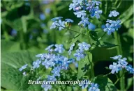  ??  ?? Brunnera macrophyll­a.