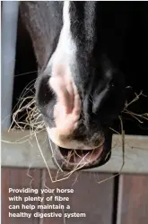  ??  ?? Providing your horse with plenty of fibre can help maintain a healthy digestive system