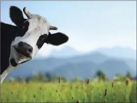 ?? ADOBE STOCK PHOTO ?? New research finds the climate footprint of milk production on California dairy farms has been reduced by more than 45 percent over the past 50 years.