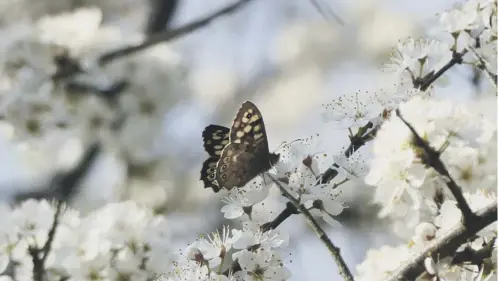  ??  ?? 0 Sightings of the speckled wood butterfly across Scotland are on the rise, bucking the national trend
PICTURE: PA