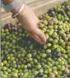  ??  ?? Julie Coldani of sales, events and marketing shows the freshly farmed olives during olive harvest at Coldani Olive Ranch, which produces Calivirgin olive oils, in Lodi on Wednesday.