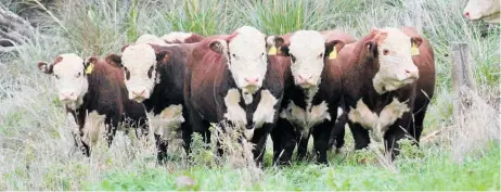  ?? ?? Otapawa Yearling Bulls: With any good beef bull, a well rounded carcase, excellent structure and perfect temperamen­t, will grow into a potential key Sire for your breeding programme.