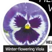  ??  ?? Winter-flowering Viola