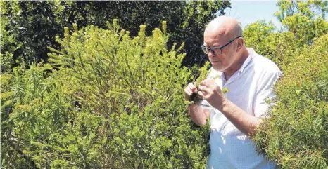  ?? FOTOS: KRISTIN PALITZA/DPA ?? Michael Lutzeyer in seinem privaten Naturreser­vat Grootbos in der Nähe von Ganbaai. Der Deutsche will auf die Gefährdung der Pflanzenar­t Fynbos aufmerksam machen.