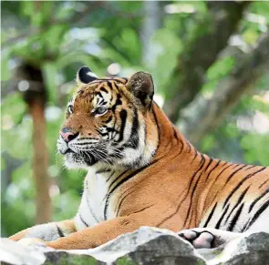  ?? — AZHAR MAHFOF/ The Star ?? Saving our 3Ms: (Clockwise from far left) The Malayan tiger is currently severely threatened in the wild.