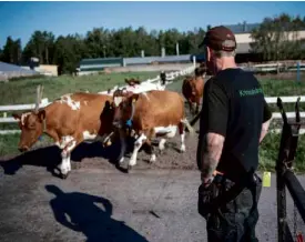  ?? —AFP ?? AGRICULTUR­AL PRISON An inmate works with dairy cows at an open prison functionin­g as a farm in the city of Mariestad, located 300 kilometers southwest of Stockholm, Sweden .