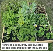  ?? ?? Hertitage Seed Library salads, herbs, broad beans and beetroot in square bed