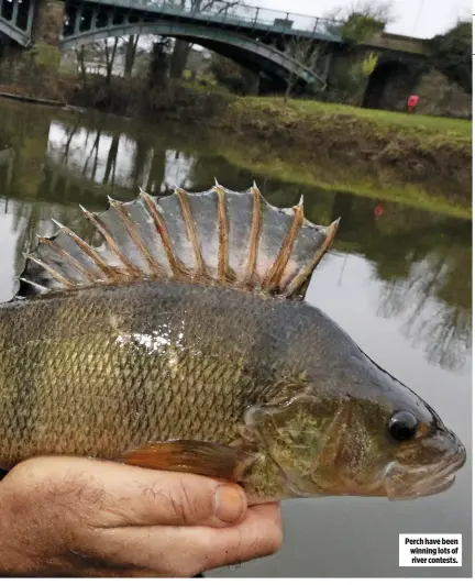  ??  ?? Perch have been winning lots of river contests.