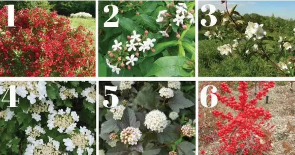 ?? SONIA DAY PHOTOS ?? Are Canadian gardeners more knowledgab­le than those in the U.K.? To celebrate our national holiday, here’s a quiz: Name these shrubs. The answers can be found on E12.