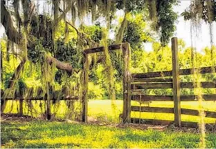  ?? STEPHEN HUDAK/STAFF ?? A lush, mossy oak tree shades a pole barn at Tucker Ranch off Avalon Road, west of Winter Garden. This summer, the city expects to open the 209-acre park featuring a working farm.