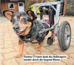  ??  ?? Tommy (7) kann dank des Rollwagens wieder durch die Gegend flitzen.