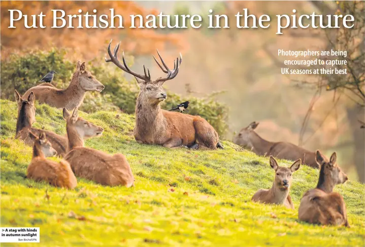  ?? Ben Birchell/PA ?? > A stag with hinds in autumn sunlight