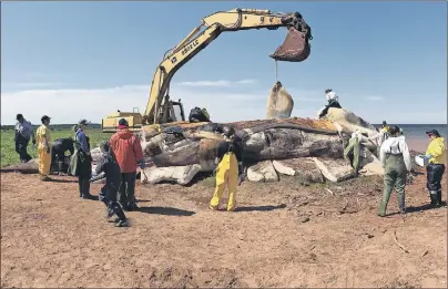  ?? CP PHOTO ?? Marine mammal experts are shown examining a dead North Atlantic right whale after it was pulled ashore in P.E.I. on Thursday, in a bid to determine what killed it and several other whales in recent weeks.