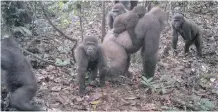  ??  ?? CONSERVATI­ONISTS have captured the first images of a group of rare Cross River gorillas with multiple babies in the Mbe mountains of Nigeria, proof that the subspecies once feared to be extinct is reproducin­g amid protection efforts. | AP