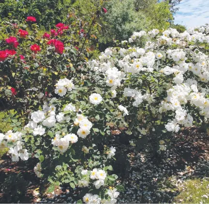  ?? ?? BLOOMING BEAUTIFUL: One of the many hundreds of spectacula­r roses in Shirley’s garden. Picture: Mike Wells