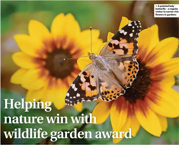  ?? Andrew Cooper/Butterfly Conservati­on ?? > A painted lady butterfly – a regular visitor to nectar-rich flowers in gardens