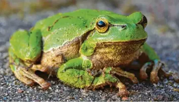  ?? Foto: Stefan Sauer/dpa ?? Stark bedroht: Auch der grüne Laubfrosch gehört zu den gefährdete­n Amphibiena­rten. Wie viele andere Kröten und Frösche macht er sich ab Juni wieder auf die Wanderung.