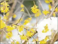  ?? Cathy Zuraw / Hearst Connecticu­t Media file photo ?? Forsythias, one of the early signs of spring, is a non-native and noninvasiv­e flowering plant, with a mixed up lineage. It’s a Chinese shrub named after a Scotsman.