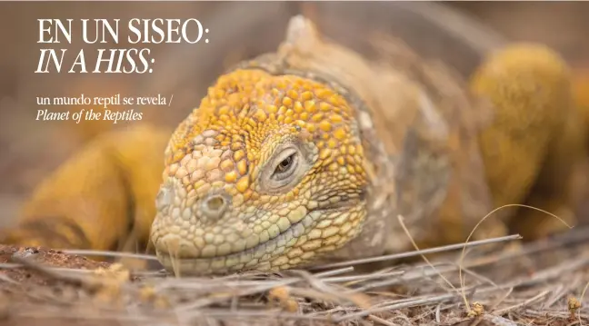  ??  ?? Iguana terrestre de Galápagos común. / Common Galápagos land iguana.