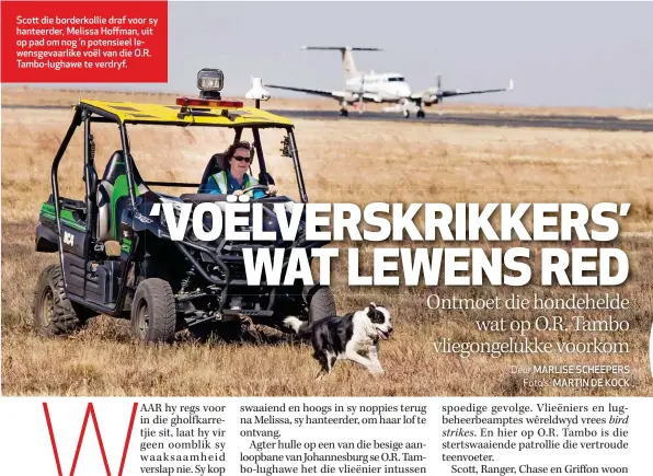  ??  ?? Scott die borderkoll­ie draf voor sy hanteerder, Melissa Hoffman, uit op pad om nog ’n potensieel lewensgeva­arlike voël van die O.R. Tambo-lughawe te verdryf.