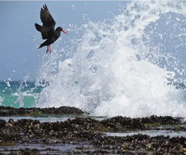  ?? PICTURE: CLAUDIO VELASQUEZ-ROJAS ?? UNDER THE SEA: An oyster catcher in flight, one of the many photograph­s in the book.