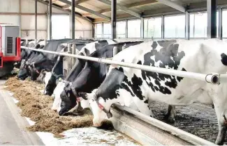  ?? F.E ?? En los últimos dos años se han inseminado alrededor de 16 mil vacas, se informó.