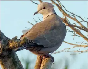  ?? Special to the Democrat-Gazette/JERRY BUTLER ?? The Eurasian collared dove has dark feathers over the nape of the neck.