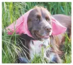  ??  ?? Mabel with her ear protectors, to keep out seeds