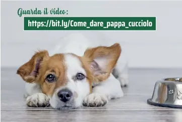  ??  ?? In questa pagina
Se il cane non mangia subito, non è il caso di preoccupar­si, togliere la ciotola e riproporla con il nuovo pasto.
Se la cosa, però, perdura, consultare il medico veterinari­o di fiducia.
Guarda il video:
https://bit.ly/Come_dare_pappa_cucciolo