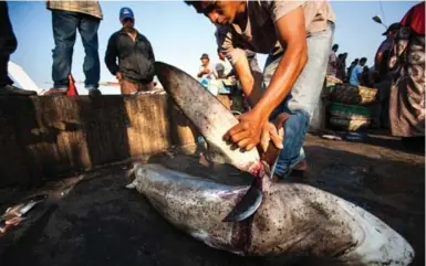  ?? CHAIDEER MAHYUDDIN/AFP/GETTY IMAGES ?? A fisherman fins a shark at a fish market in Indonesia. Humans kill about 100 million sharks each year.