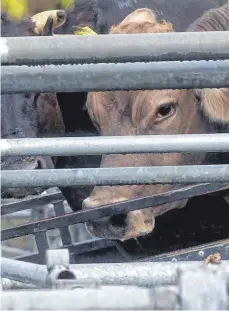  ?? FOTO: STEFAN PUCHNER/DPA ?? Missstände beim Tierwohl wie in Biberach sind nach Ansicht der Landesregi­erung kein systematis­ches Problem.