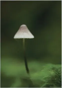  ?? CREDIT: ALISON POULIOT ?? Photos from the field: an inky cap (Coprinus Senus), left and the psychedeli­c Psilocybe subaerugin­osa