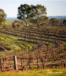  ??  ?? Vines at Yalumba.