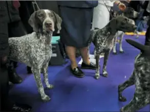  ?? AP PHOTO/SETH WENIG, FILE ?? German shorthaire­d pointers wait to enter the ring during the 142nd Westminste­r Kennel Club Dog Show in New York. At No. 9, the German shorthaire­d pointer notched its highest ranking in 2018, since getting American Kennel Club recognitio­n in 1930.