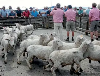  ?? PHOTO: FAITH SUTHERLAND/STUFF ?? Sheep at the Feilding saleyards about to be sold.