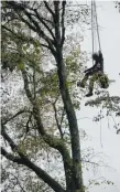  ??  ?? Chris Eder hängt am Seil eines Krans und wird als Holzfäller in die Höhe gebracht: Die Linde muss weg. Foto: kdk