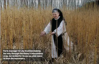  ??  ?? Farm manager Sr Lily Scullion making her way through the Abbey’s miscanthus crop, harvested for its use as a bio-mass to heat the monastery.