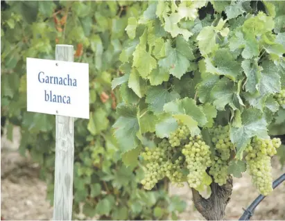  ??  ?? Ohne Beschriftu­ng sind Rebsorten für Laien kaum unterschei­dbar. Garnacha in der Mancha.