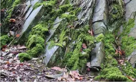  ??  ?? ‘The strata, twisted to near vertical in their tumultuous early history, were formed before much complex life reached the land.’ Photograph: John Gilbey