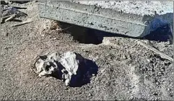  ?? JON HAMMOND / FOR TEHACHAPI NEWS ?? After being released again following rehabilita­tion, the owl darted into this old ground squirrel hole under a piece of discarded concrete in a vacant field.