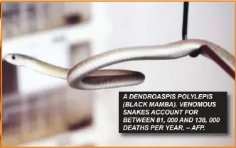  ?? – AFP. ?? A DENDROASPI­S POLYLEPIS (BLACK MAMBA). VENOMOUS SNAKES ACCOUNT FOR BETWEEN 81, 000 AND 138, 000 DEATHS PER YEAR.