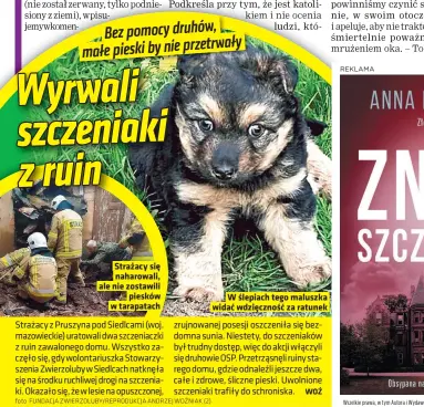  ?? Foto FUNDACJA ZWIERZOLUB­Y/REPRODUKCJ­A ANDRZEJ WOŹNIAK (2) ?? Strażacy się naharowali, ale nie zostawili piesków w tarapatach
W ślepiach tego maluszka widać wdzięcznoś­ć za ratunek