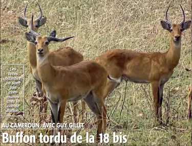  ??  ?? Les têtes bizardes ne sont pas communes chez le cob de Buffon.