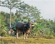  ?? ARCHIVO ?? Ganado bufalino en el campo colombiano.