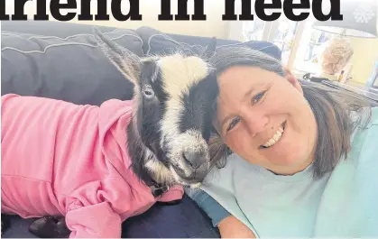  ?? CONTRIBUTE­D ?? After a blood transfusio­n saved the life of Poppet the goat, Poppet's owner, Devon Saila, started a fundraisin­g campaign to help cover the costs of Poppet's treatment. The costs were covered within days, and Saila said she is blown away by the support.